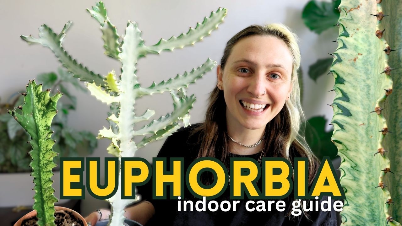 Happy & Healthy Euphorbias  Indoor Care Guide