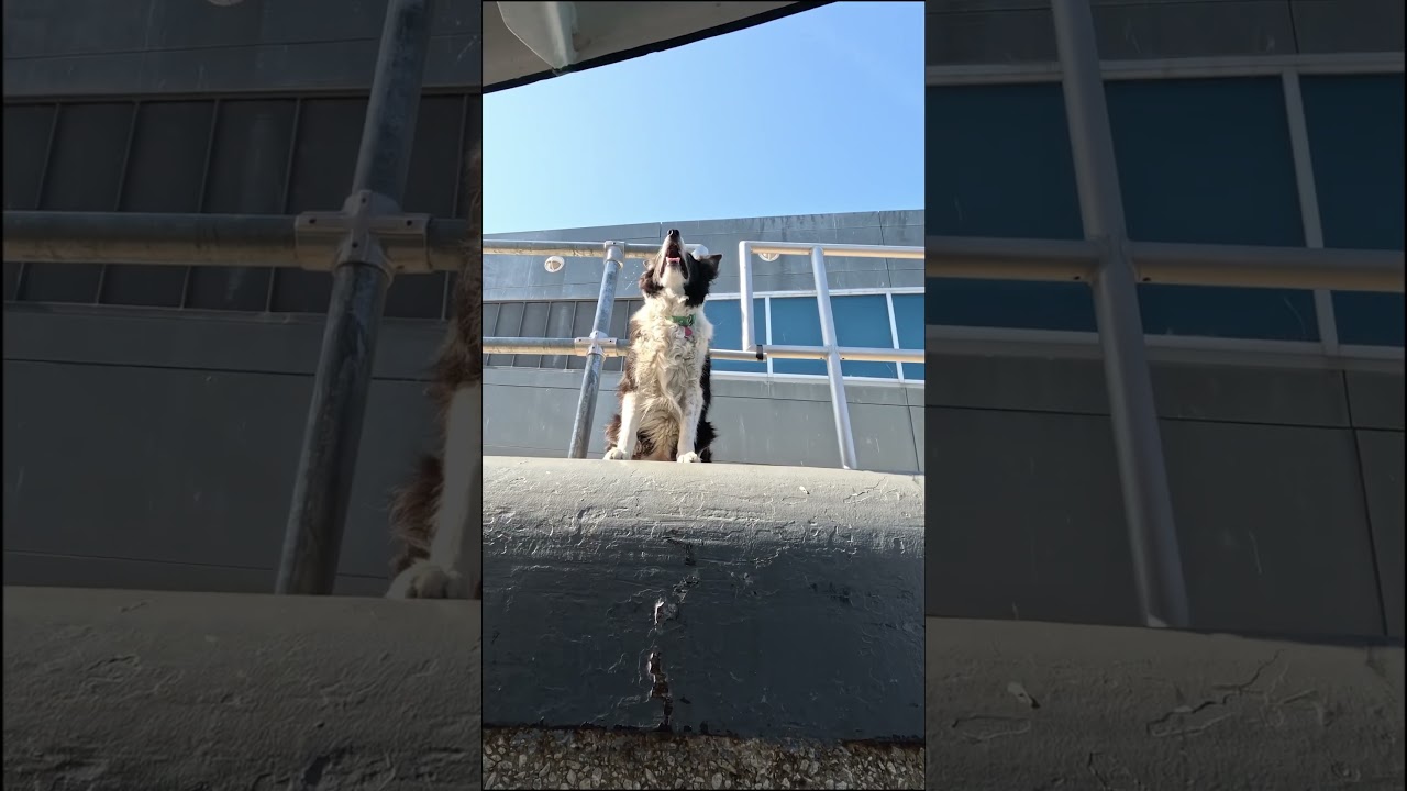 Ellie, Chicago Harbor Lock