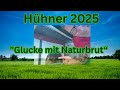 Die Küken 🐣 sind los !