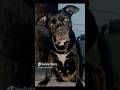 Danny Pitbull Shorts Montagem Bravo Slowed Fierce Fearless Dog Energy 