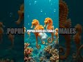 The Ocean Dancers Secret Courtship