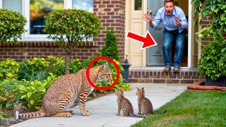 Download Lagu Een hongerige lynxmoeder bracht haar jongen naar de tuin van een vreemde. Wat er daarna gebeurde MP3 Download Lagu Een hongerige lynxmoeder bracht haar jongen naar de tuin van een vreemde. Wat er daarna gebeurde MP3