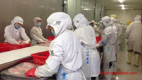 Tilapia production in China-Amyco Group