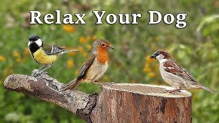 Download Lagu TV for Dogs : Dog Relaxation Videos for Separation Anxiety - Garden Birds and Bird Sounds MP3