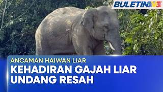 ANCAMAN HAIWAN LIAR | Penduduk Bandar Ceneh Baharu Resah Kehadiran Gajah Liar
