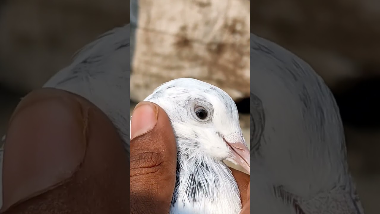 black eyes Pigeon 