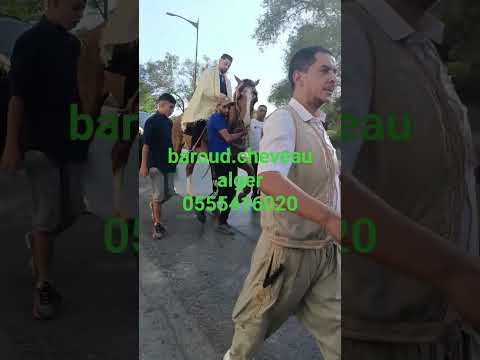 Baroud Chzveau Alger0555416020