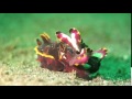 Deadly flamboyant cuttlefish changing colors (Ядовитая огненная каракатица меняет цвет)