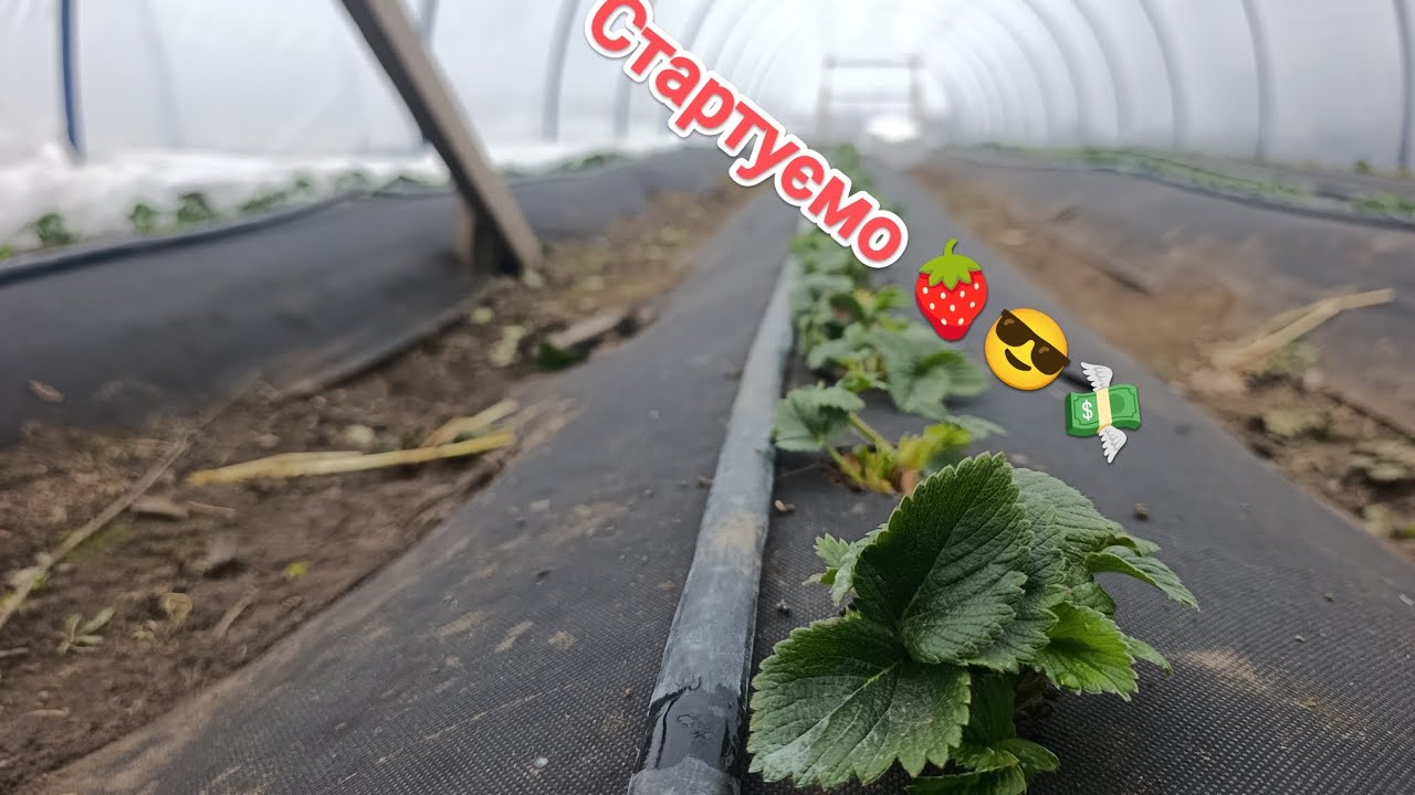 Старт полуничного сезону. Перша обробка полуниці як ми її чистимо і ми запускаємо нашу полуниці.