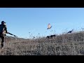 Chasse perdrix aux maroc  hunting partridge     