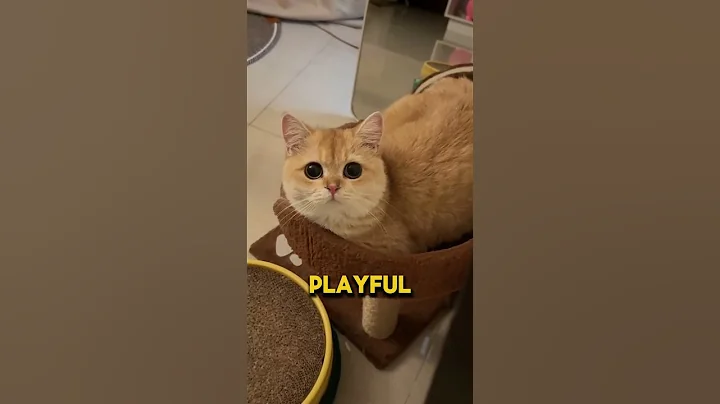 Video 10274021: meet munchkin cat, legged feline, feline giants, tiny feline, adorable felines