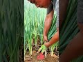 Planting & Daily Care Tips for Small Scallions 🌱🪴👌