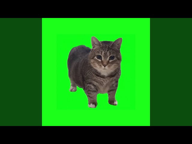 OIIA OIIA (Spinning Cat)