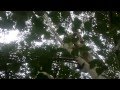 Vita korleone u akciji 2 drvo