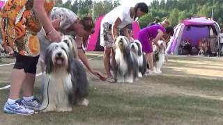 Superstar Dogs 2018