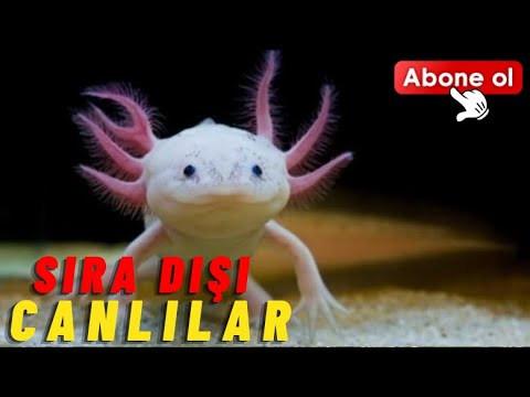 Sıra Dışı Canlılar | Okyanus BELGESELİ