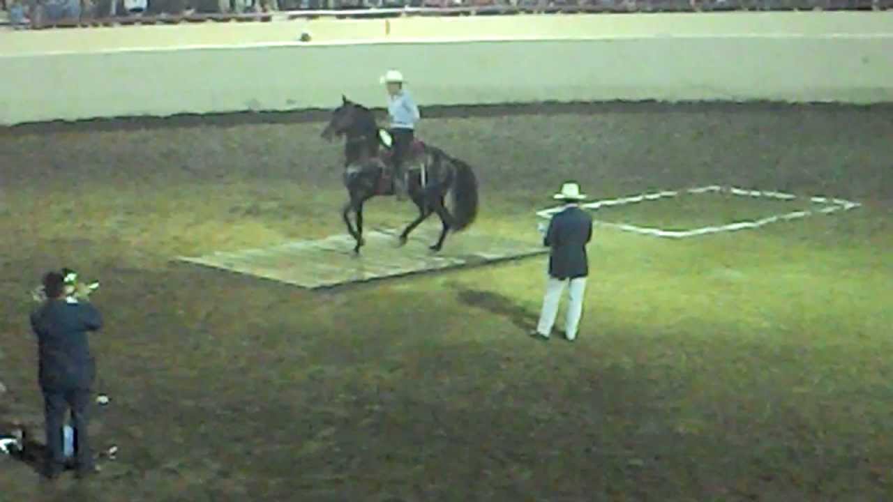 CABALLO EL GUERRERO FERIA GANADERA CULIACAN 2012 camera iphone 8 plus apk