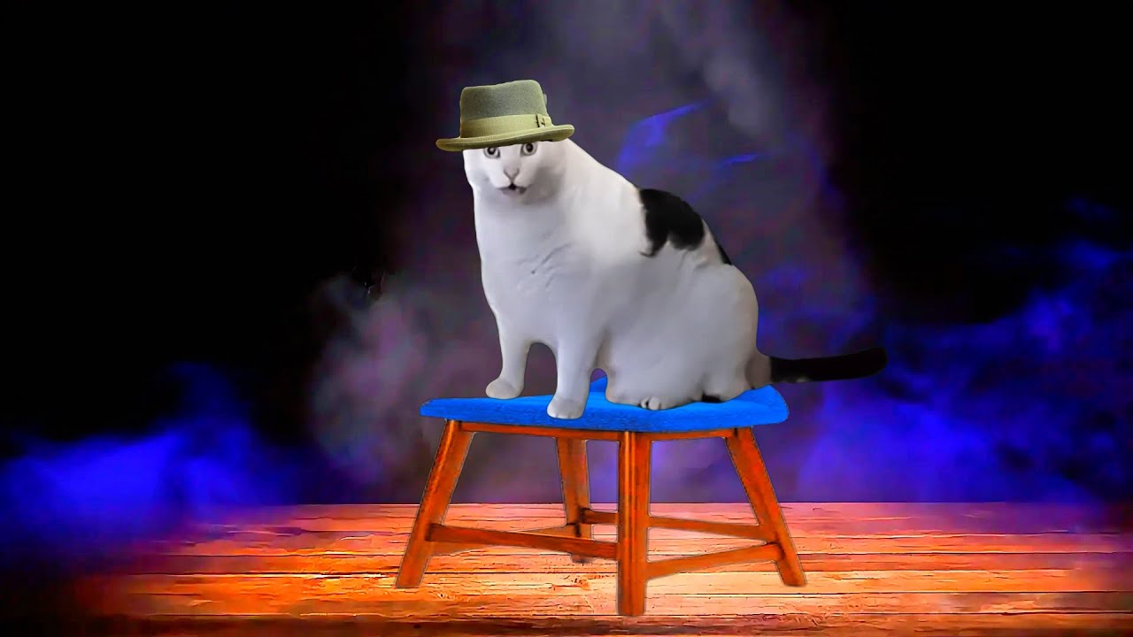 5-facts-about-this-famous-cat-funny-cat-meme-youtube