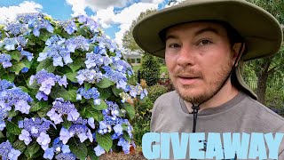 Endless Summer Hydrangea and First Editions Shrubs Giveaway | The Southerner's Northern Garden