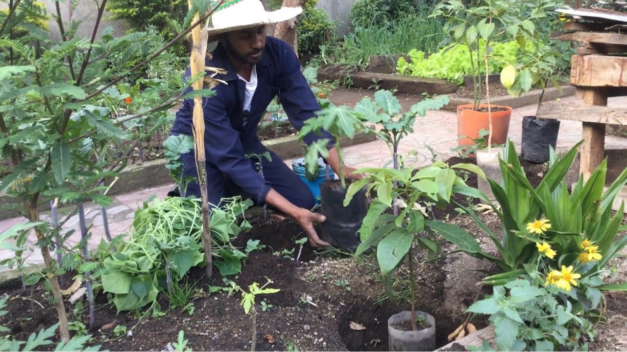 🛑ሎሚ  ፓፓዬ አቮካዶ እንዴት ይተከላል? | How to plant lemon papaya avocado
