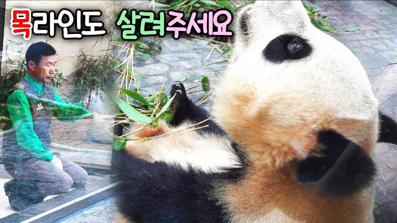 루이바오 후이바오 잘빠진 허리랑 예쁜 턱선 그리고 긴 목선 강조해서 찍어 주세요