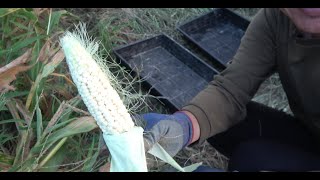 No fertilizer, no pesticides] White glutinous corn seed harvesting