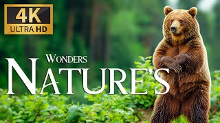 Wonders Nature's 4K 🐾 Discovery Relaxation Wonderful Wildlife Movie With Relaxing Piano Music