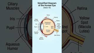 class 10 human eye daigram well levelled #trendingshorts #viral #science