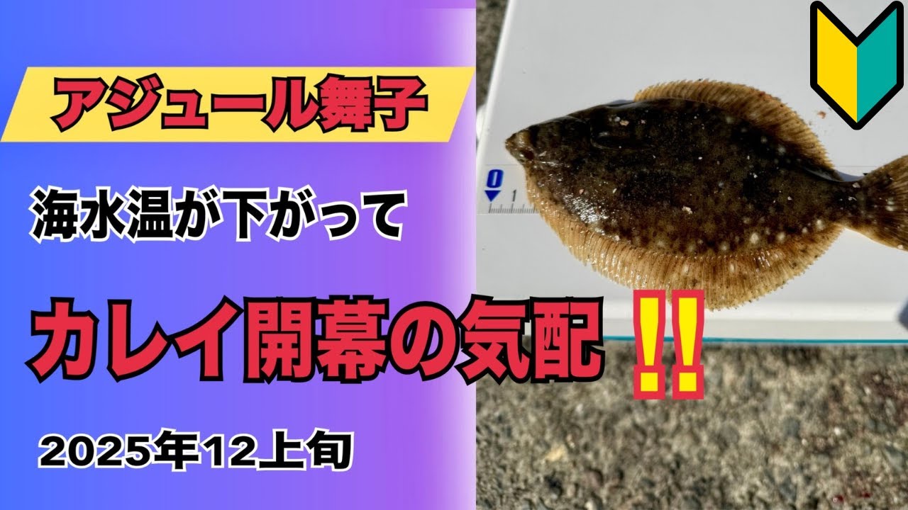 【アジュール舞子】カレイ開幕の気配！初心者用の解説付き