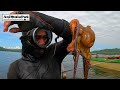 AMAZING! Hunting OCTOPUS | "PUGITA" , Nakahuli ng Marami [Catch&Cook]