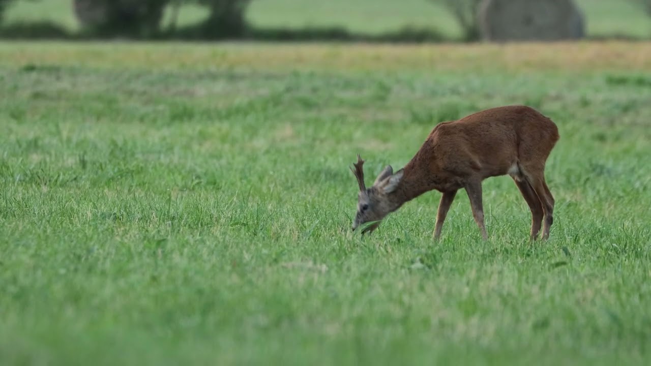 les chevreuils, le brocard, la chevrette et les faons-NBN
