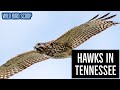 Hawks In Tennessee: 9 Species You