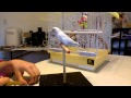 Parakeet Learning Tricks - Full Session