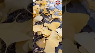 musim gugur di korea#shorts