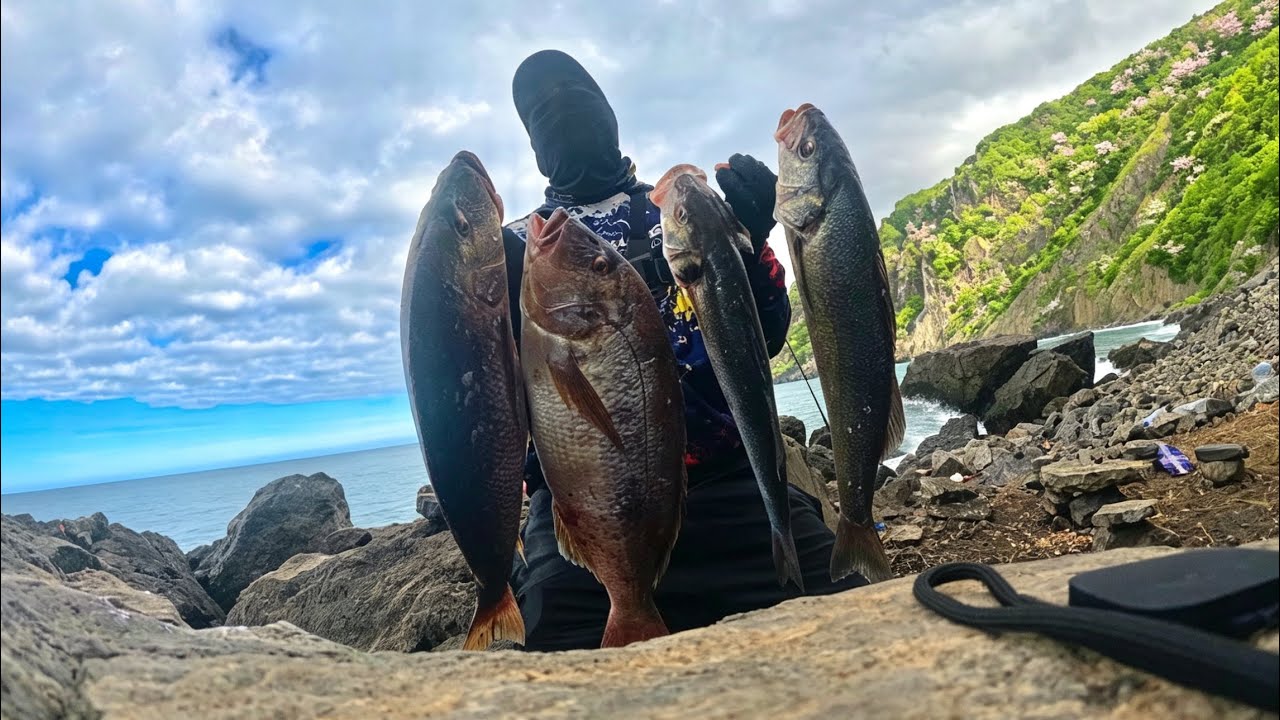 لحظة الهجوم…ضربة مفاجئة بين الصخور والموج الطعم يرقص… والمفترس لا يرحم