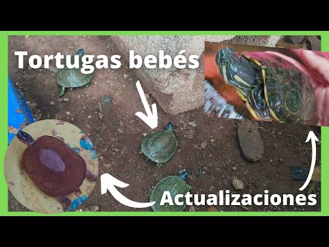 Vídeo: Actualización De VC De Cabezas De Tortugas