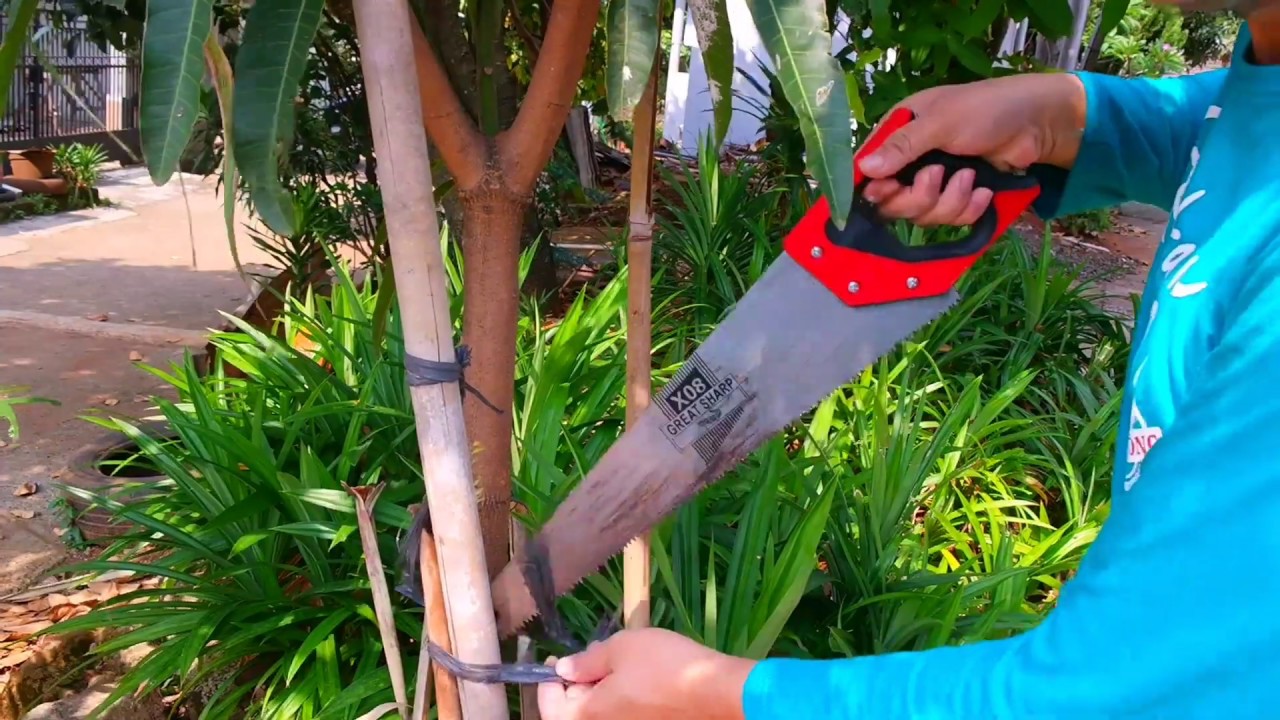 Pangkas Bentuk Cabang Sekunder Mangga