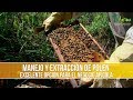 Como es el Manejo y Extraccion del Polen - TvAgro por Juan Gonzalo Angel