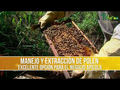 Video: ¿Se producen granos de polen?