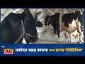 নাটোরে নজর কাড়ছে ৩৩ মণের ’টাইটানিক’ | Titanic | Giant Cow | Cow farming | ATN News