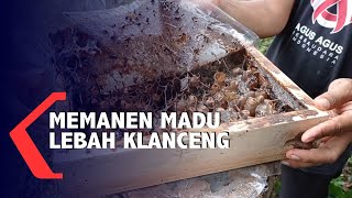 Budidaya Lebah Klanceng Penghasil Madu