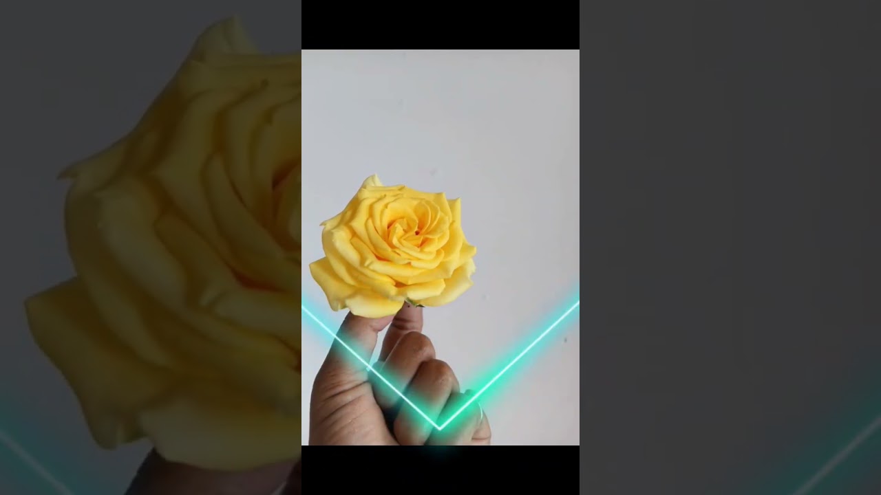 🌹King of Flowers | Symbol of Love & Elegance🌹