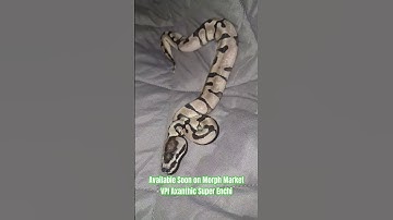 Available Soon on Morph Market  VPI Axanthic Super Enchi