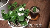 Vlog ひょろひょろ細いカランコエの花を剪定して植えかえて育てます Vol 1 多肉植物 カランコエの増やし方 切り戻し 挿し木 お手入れ Youtube Vlog ひょろひょろ細いカランコエの花を剪定して植えかえて育てます Vol 1 多肉植物 カランコエの増やし方 切り戻し 挿し木 お手入れ Youtube