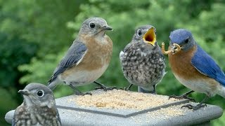 Intimate Bluebird Life Cycle Story