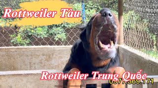 Tìm Hiểu Rottweiler Tàu ( Trung Quốc ) , Rottweiler Mặt Xệ Nguồn Gốc Xuất Xứ Từ Đâu ?