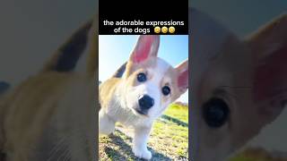 the adorable expressions of the dogs #new #asmr #dog #animals #pets #viral #funny #dogs #fypシ