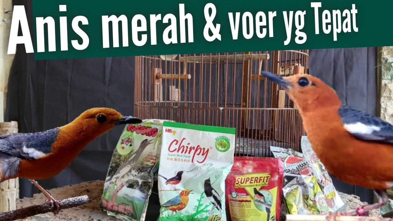 pemberian VOER YG TEPAT setelah umur Dewasa