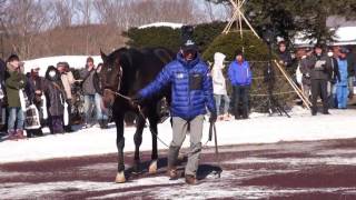 ディープインパクト(Deep Impact) - 社台スタリオンパレード2017 - YouTube