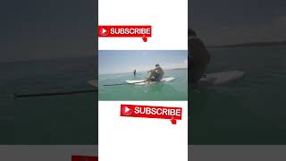 Giant Squid Attacks Surf Board #Shorts #Entertainment #Fish